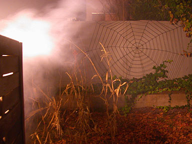 Fog Corn and Spiderweb