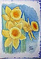 Daffodils, 2004