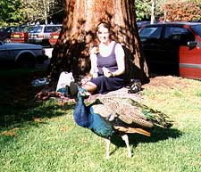 Our friendly peacock