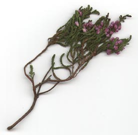 Sprig of Heather