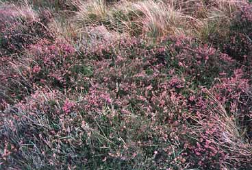 Heather in Wales