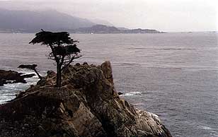 Marcus' Lone Cypress