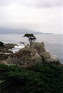 the Lone Cypress