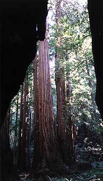 looking out from the same tree