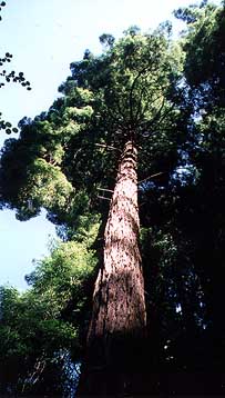 looking up at a redwood