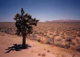 Joshua Tree