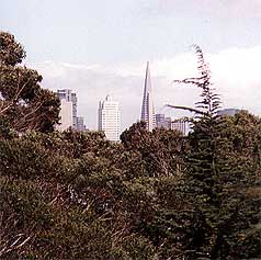 SF through the trees